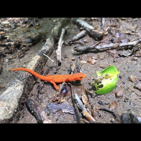 Meet your Posher, Rachel - Picture 5 of 6